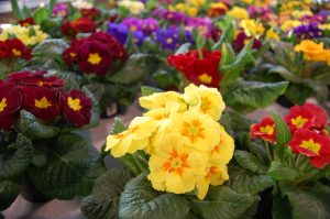 Primula i veksthus, klare for salg!