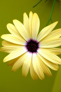 Blomst av gul, spansk margeritt