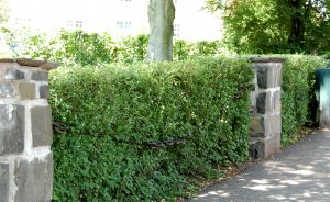 Alperips, Ribes alpinium