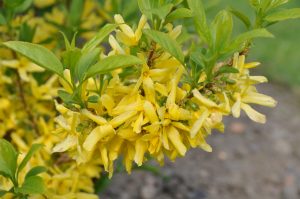 Forsythia, gullbusk