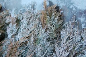 Vinterfrosset Thuja