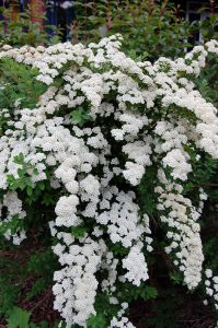 Spirea
