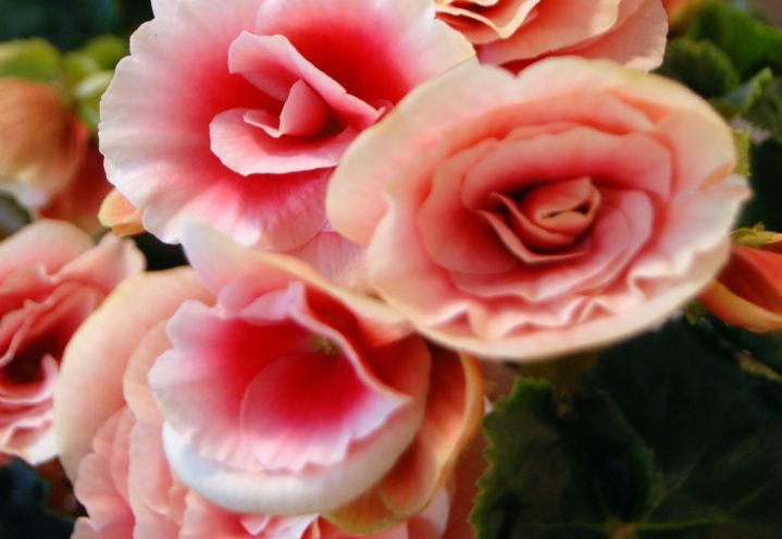 Romantisk, rosa begonia