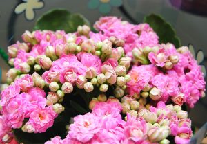 Nydelige blomster av ildtopp i rosa