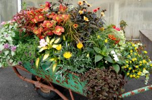 Sommerplanting i gammel trillebår