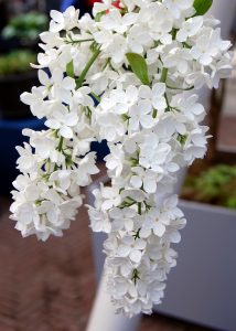 Hvit syrinblomst