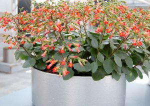 kalanchoe