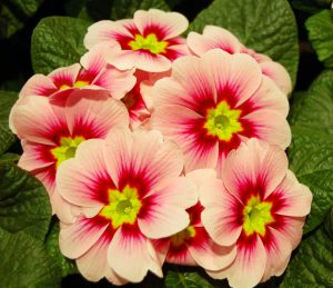 Januars vakreste primula?
