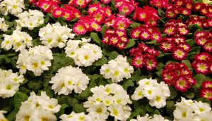 Primula kommer i mange varianter og farger