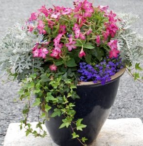 Sommerkrukke lobelia, prydtobakk, eføy og sølvsvineblom