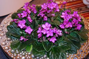 Adventsfat med Saintpaulia