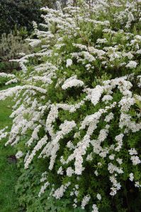 spirea