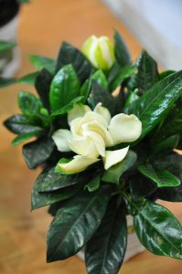 Nydelig duftende gardenia