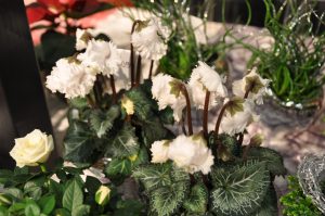 Frynsete blomster av Alpefiol