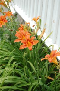 Daglilje, Hemerocallis fulva
