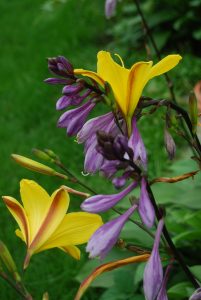 Daglilje og Hosta