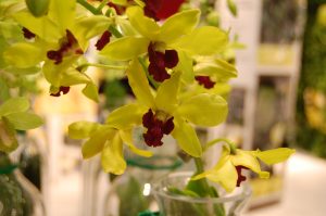 Dendrobium hybrid