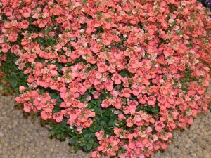 Diascia, tvillingblomst