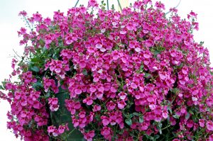 Diascia, tvillingblomst