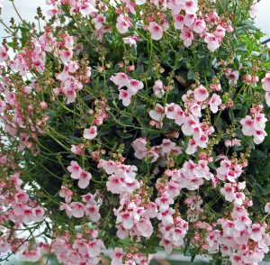 Diascia, tvillingblomst