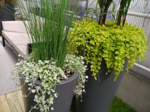 Dichondra 'Silver falls' og krypfredløs