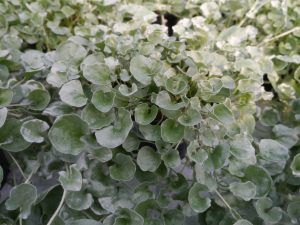 Dichondra 'Silver falls'