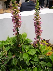 Digitalis, revebjelle