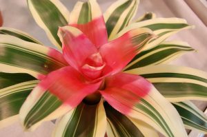 Dronningrubin, Neoregelia