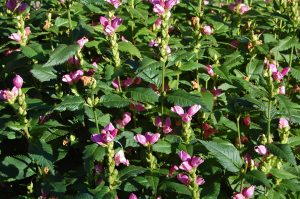 Duehode, Chelone obliqua