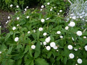 Duppesoleie, Ranunculus aconitifolia