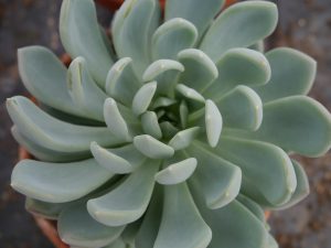 Echeveria