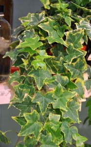 Eføy, Hedera helix