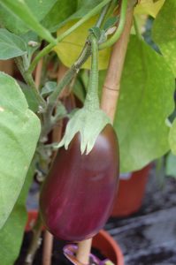 Eggplante, Aubergine