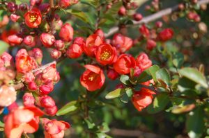 Eldkvede, Chaenomeles