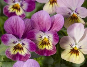 Stemor i fagre cerise sjatteringer