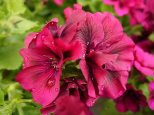 Engelsk Pelargonium; intense farger hos engelsk pelargonia