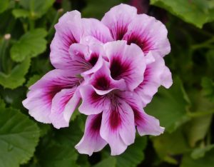 Tofarget lilla Engelsk Pelargonium