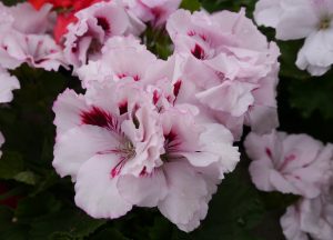 Hvit Engelsk Pelargonium