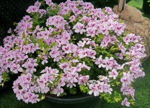 En nett og riktblomstrende sort av Engelsk Pelargonium