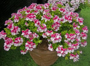 Engelsk Pelargonium i rosa og hvitt