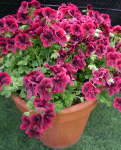 Engelsk Pelargonium i keramikkrukke