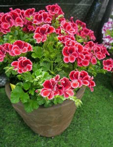 Lakserød Engelsk Pelargonium