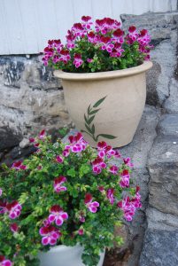 Engelsk pelargoniium i krukke på trappen; romantiske blomstervalg