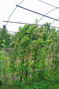 Epler i hagen kan også dyrkes på espalier