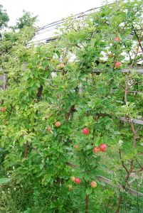 Epleespalier