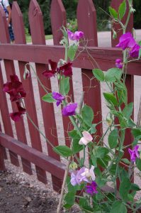 Erteblomster liker å klatre på gjerder