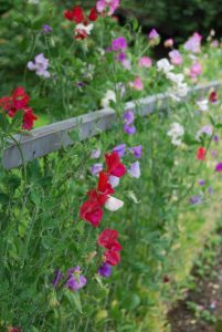 Erteblomster