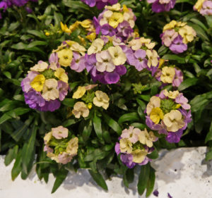 Erysimum