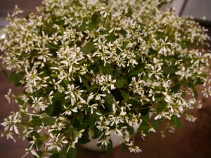 Euphorbia hypericifolia