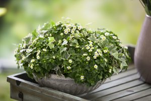 Exacum og hedera i frisk symfoni